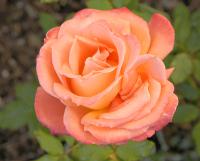 Cha Hully Rose�